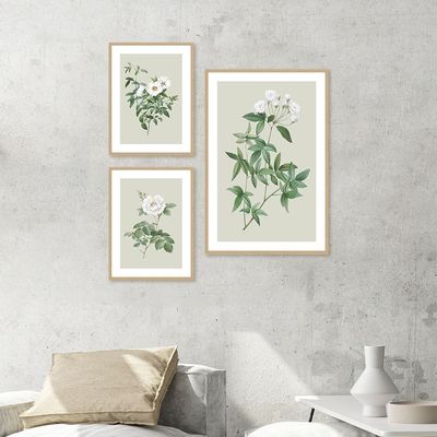 Latin Scientific Plants S/3 Print Canvas 1Pc:40X60
2Pcs:30X40