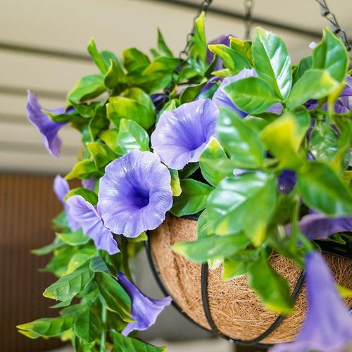 Hanging Basket  - Violet -28 Cm