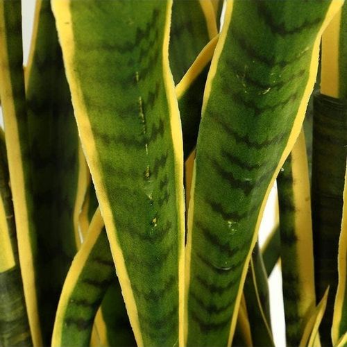 Artificial Tongue Plant In Plastic Pot Green 160cm