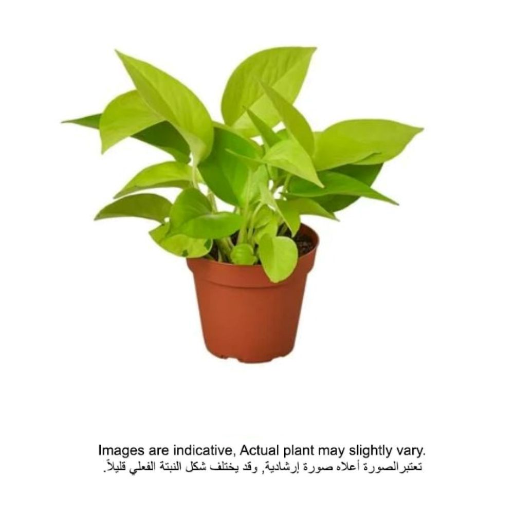 Shop Brook Floras Neon Pothos Fresh Indoor Plants Online Danube
