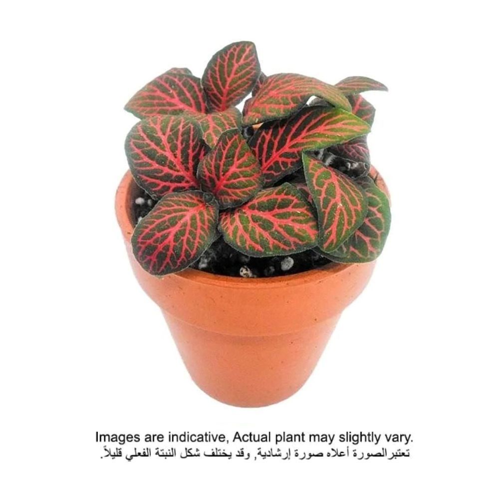 Fittonia Red Leaf small 8 CM - Fresh Indoor Plants