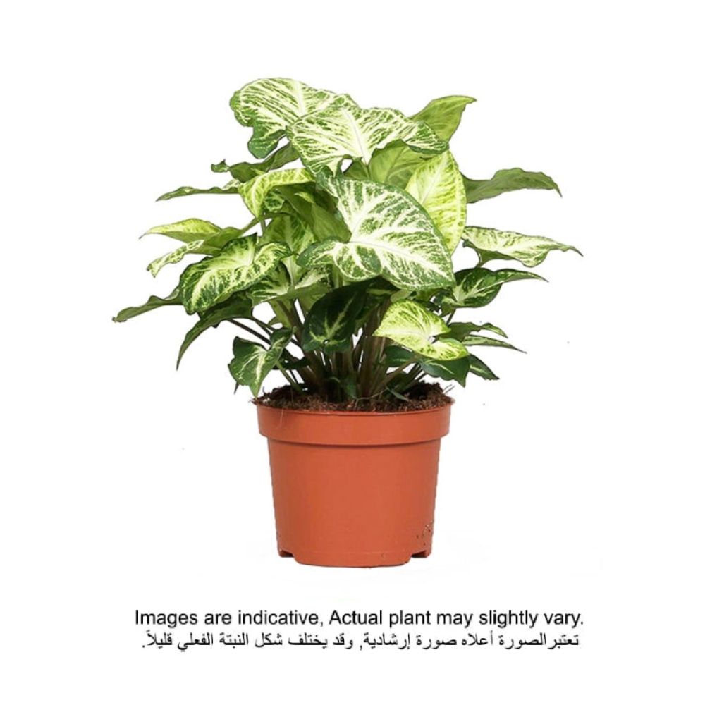 Brook Floras | Syngonium Pixie 25-30 CM - Fresh Indoor Plants