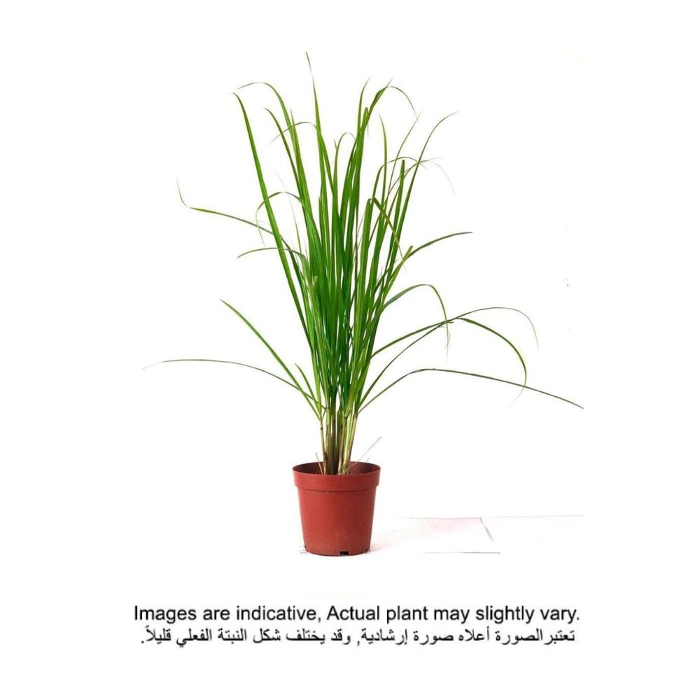 brook Floras | Lemon Grass OR Cymbopogon Citratus 40-50 CM - Fresh Outdoor Plants