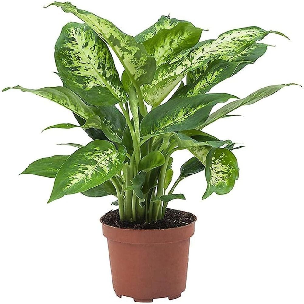 Buy Brook Floras Dieffenbachia Compacta 30 Cm Fresh Indoor Plants Online Danube Home Uae 4960