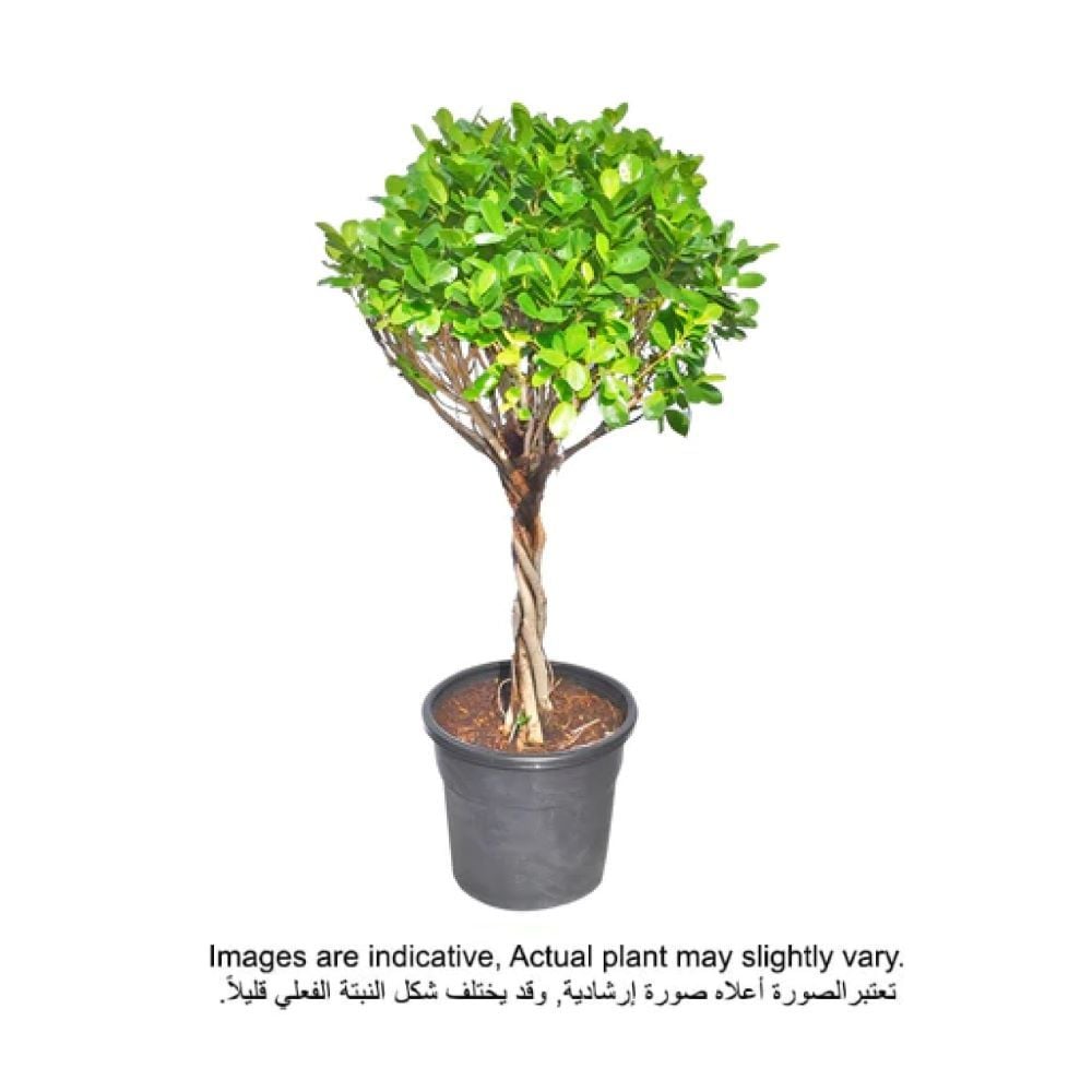 Buy Brook Floras Ficus Panda Head 100 120 Cm Fresh Indoor Plants Online Danube Home Uae 9489