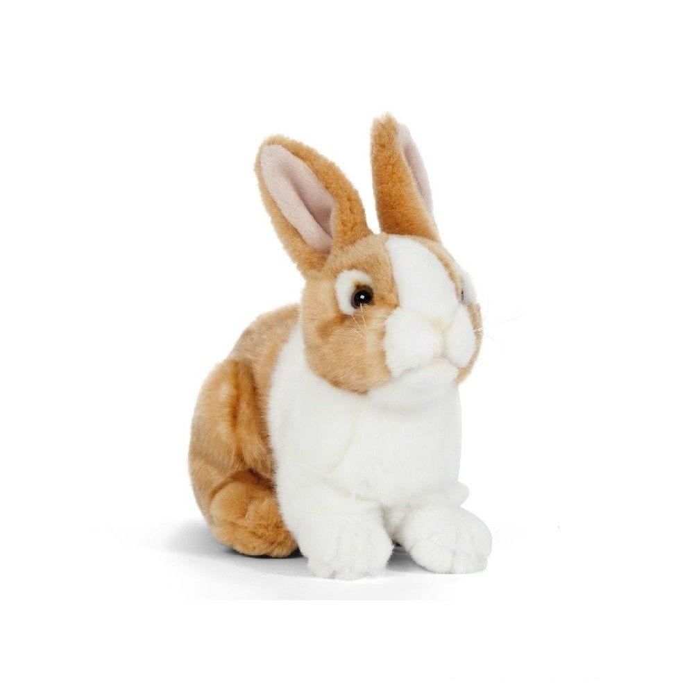 Buy pet rabbit store online